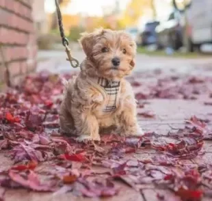 Passear com a cadela no cio é possível, mas alguns cuidados devem ser tomados!