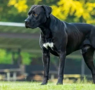 Um cão de guarda exemplar é o Dogo Canário