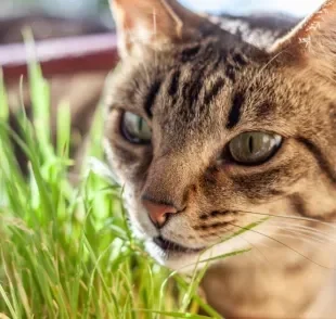 Catnip é uma plantinha que pertence a família da hortelã 