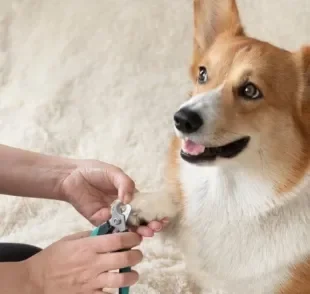 É bom saber como cortar a unha do cachorro, evitando cortes muito profundos