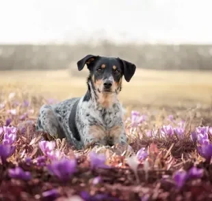 Não sabe como cuidar de um cachorro na primavera? Veja algumas dicas importantes!