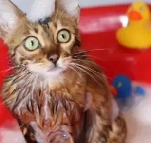 Como dar banho em gato não é fácil, siga essas dicas!