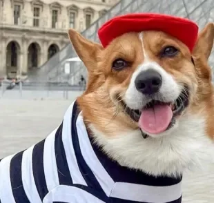 Corgi viaja o mundo e ainda usa vestimentas à caráter