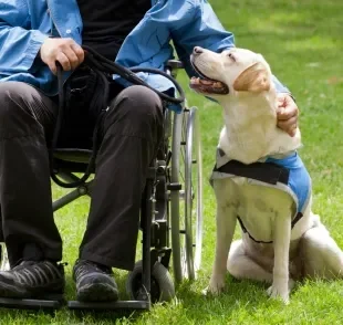 Dia Nacional de Luta da Pessoa com Deficiência: o cão-guia é um aliado nesta luta