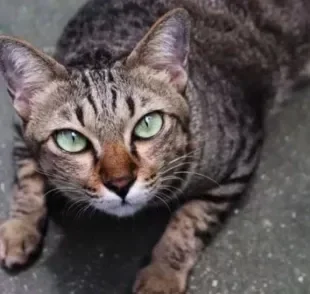 Diabetes em gatos: entenda tudo sobre essa doença que pode acometer os felinos!