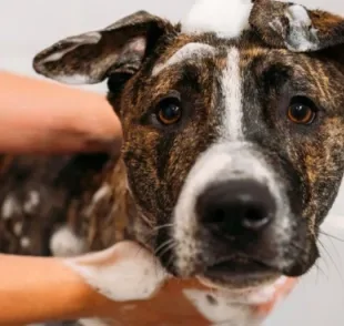 Doença do carrapato: cachorro com a doença só pode tomar banho se não estiver debilitado
