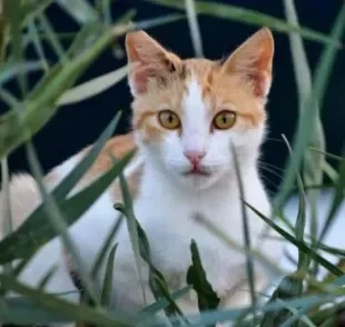 "Doença do gato": ao contrário do que muita gente acha, a toxoplasmose não é transmitida ao tocar ou acariciar um gatinho, mas sim pelo contato direto com as fezes contaminadas dos felinos. Desvendamos alguns mitos sobre a doença!