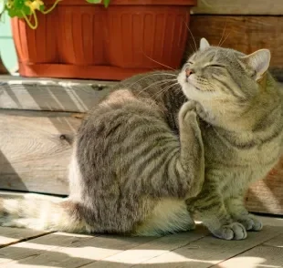  Pulga em gatos: coceira excessiva é o principal sintoma