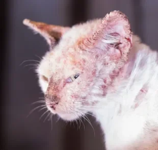 A sarna sarcóptica em gatos é uma zoonose que provoca muito incômodo no animal