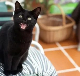 Gatos miando muito pode ser sinal de dor, fome, estresse e até tristeza