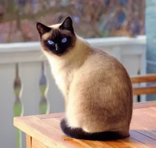 Por que os gatos Siameses têm as orelhas, patinhas e rabinho mais escuros que o restante do corpo?