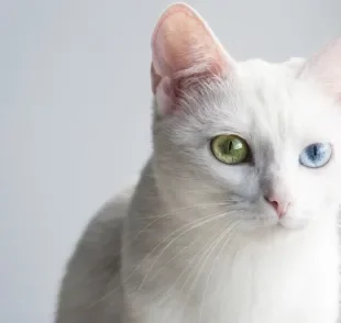 O gato com heterocromia é mais comum em algumas raças