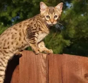 Gato Savannah ou gato da Savana: tanto faz como você escreve! Esses bichanos são lindos e também é uma das raças mais caras do mundo.