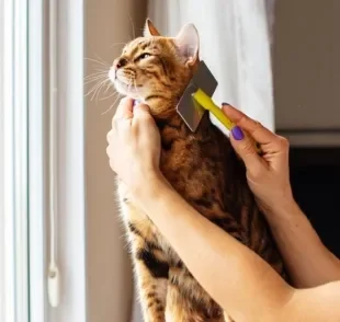 Gato perdendo muito pelo na primavera? Saiba o que fazer nessa época do ano!