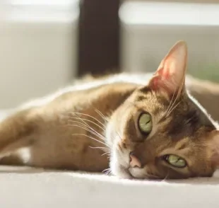 Hepatite em gatos deve ser tratada com ajuda do veterinário