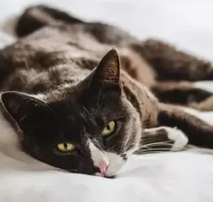 Panleucopenia felina é conhecida como "cinomose em gatos", embora sejam doenças distintas
