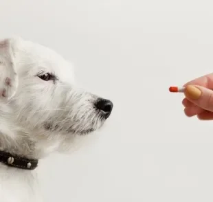 Dar paracetamol para cachorro não é indicado porque pode fazer muito mal à saúde do pet