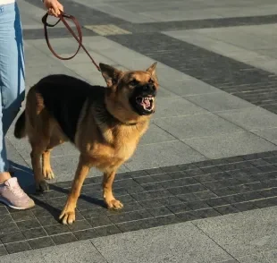 Passear com cachorro bravo requer cautela e atenção 