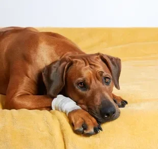 A pata de cachorro machucada pode ser causada por vidro e outros objetos perfurantes 