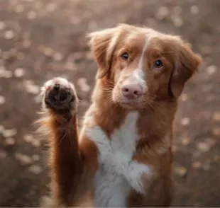 A pata de cachorro ajuda o cachorro a se locomover e precisa de alguns cuidados importantes