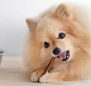 O petisco para limpar dentes de cachorro é bom para a saúde bucal dos pets e também é nutritivo