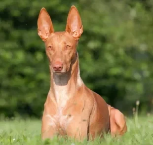 O Pharaoh Hound é um cachorro amável e que exige poucos cuidados