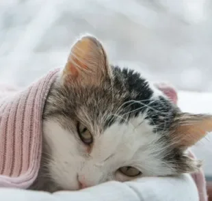 PIF felina é uma doença gravíssima que pode ser fatal para os bichanos