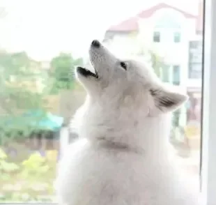  Cachorro uivando: o que quer dizer? Saiba o que o uivo do seu cão pode significar! 