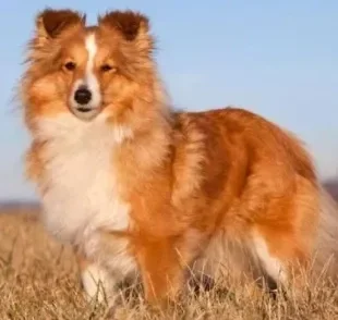 O Pastor de Shetland é uma das raças de cachorro mais fáceis de adestrar