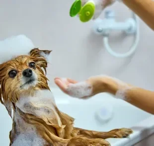 Saiba qual é o melhor shampoo para cachorro