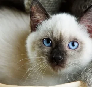 O gato Siamês muda de cor ainda no primeiro ano de vida