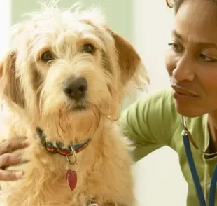 O infarto em cachorro é bem diferente do infarto em humanos 