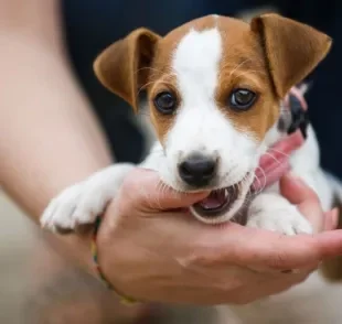 Se você sonhar com cachorro mordendo a mão, fique atento