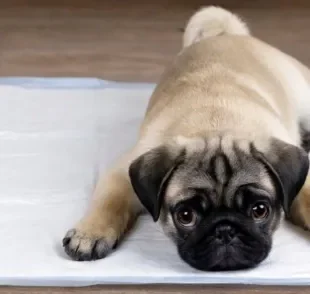 O tapete higiênico para cachorro pode custar a partir de R$ 25