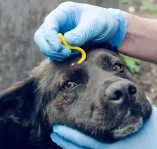 Os diferentes tipos de carrapato de cachorro podem transmitir graves doenças