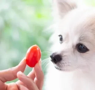 Tomate: pode dar para cachorro comer? Veja se o alimento é liberado!