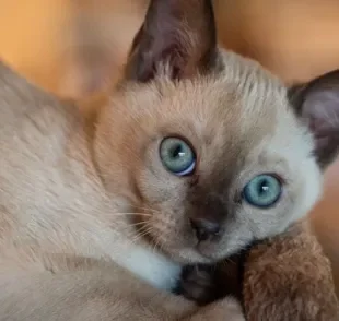 O Tonquinês é um gatinho que surgiu da mistura do Siamês com o Birmanês