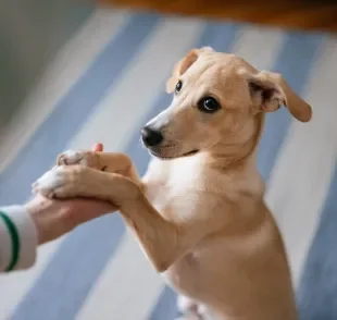 Saber como ensinar o cachorro a dar a pata, sentar e deitar são alguns truques para cachorro fáceis de pôr em prática