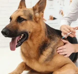 A vacina de gripe para cachorro é a melhor forma de prevenir a doença