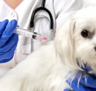 Atrasar a vacina de raiva para cachorro não é recomendado