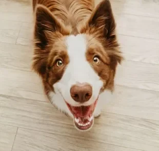 Descubra se cachorro enxerga no escuro e outras curiosidades sobre a visão canina