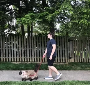 Cão-guia e gato-guia podem ajudar pessoas com deficiência visual