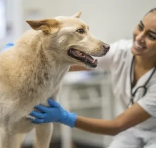 A ozonioterapia veterinária é um procedimento terapêutico que utiliza ozônio