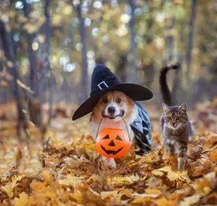 Halloween pet: veja como preparar o seu animal de estimação para a festividade