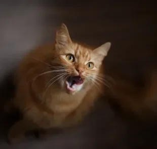 O miado de gato é mais expressivo em algumas raças e nos gatinhos laranjas