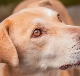 Minotauro é um cachorro grande super tranquilo disponível para adoção na Chácara Dolores