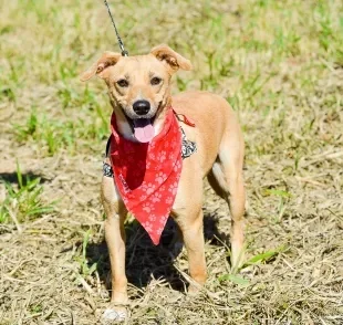 Sites de adoção de cachorro: Arlete é uma linda vira lata caramelo disponível no Adota Patas