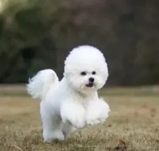 O Bichon Frisé é um cachorro muito sociável e que costuma se dar bem com todo mundo