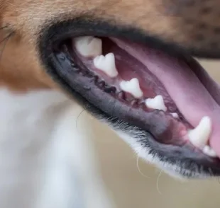 A boca de cachorro com serrinha pode ter a ver com comunicação, higiene, proteção dos dentes e até ampliar a mordida