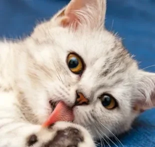 A bola de pelo em gatos pode representar um grave problema para a saúde do peludo